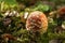 Wild fungus, russula. Red mushroom, natural environment background.