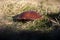 Wild fungus on sunbaked grass