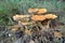 Wild Fungus Toad stools