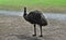 Wild funny australian emu