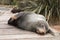 Wild fur seal sleeps on wooden pathway