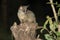 Wild Galago (Bush Baby) in the dark