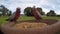 Wild Galah Parrots eolophus roseicapilla coming for a feed