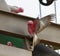 Wild Galahs on metal beams near a grain elevator - Western Australia