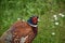 Wild Game Pheasant with Red on His Face