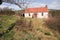 Wild garden with daffodils.