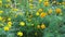 Wild Garden Marigolds High Definition Movie Footage