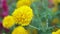 Wild Garden Marigolds High Definition Movie Footage