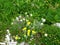wild garden with yellow shaggy hawkweed (Hieracium villosum)