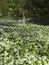 Wild garlic, Allium ursinum flowering in Northumberland, UK