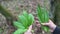 Wild garlic Allium ursinum and poisonous Autumn crocus Colchicum autumnale