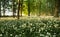 Wild garlic in alsace in france