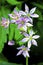 Wild Garlic Blossoms 18060