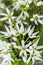 Wild garlic blossoms and leaves