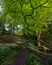 Wild garlic and country lanes in the Hangers above Petersfield, Hampshire, UK