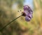 Wild garlic flower and seed head - Allium ursinum.