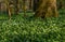 Wild Garlic flowers, Allium ursinum, in Scotland