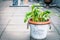 Wild garlic in flowers pot on balcony, outdoor. Cultivation of kitchen herbs