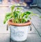 Wild garlic in flowers pot on garden terrace , outdoor. Cultivation of kitchen herbs