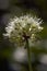 Wild garlic in the forest