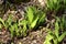 Wild garlic in the forest