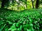 Wild garlic forest