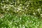 Wild garlic growing by dry stone wall, Lake Windermere, Lake District