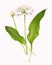 Wild garlic herb plant, isolated