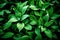 Wild garlic leaves. Generative AI