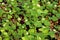 wild Garlic Mustard on forest floor in Spring