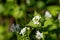 A wild garlic mustard plant Alliaria petiolata in blooms