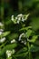 A wild garlic mustard plant Alliaria petiolata in blooms