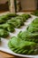 Wild Garlic Pierogi Close Up