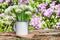 Wild garlic in pot in front of lilac