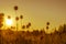 Wild garlic stalks with ripening seeds in a meadow in the Golden sunrise. Natural background