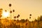 Wild garlic stalks with ripening seeds in a meadow in the Golden sunrise. Natural background