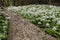 Wild garlic in woodland