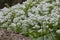 Wild garlic in woodland