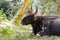 Wild Gaur bull sits in the jungle