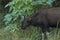 Wild Gaur Feeding