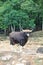 Wild gaur on nature background