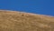 Wild gazelle grazing on lush alpine fields in the mountains of the Caucasus