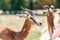 Wild Gazelles In National Park