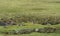 Wild geese on farm land in Northumberland, UK