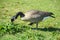 Wild geese at Gaswork park in Seattle at Lake Union