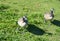 Wild geese at Gaswork park in Seattle at Lake Union