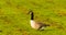 Wild geese on the meadow nibbling the grass, green juicy grass