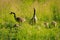 Wild geese with offspring in the sunlit high grass