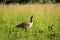 Wild geese with offspring in the sunlit high grass