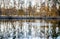 Wild geese in a pond and trees reflected in the water at dawn in a forest